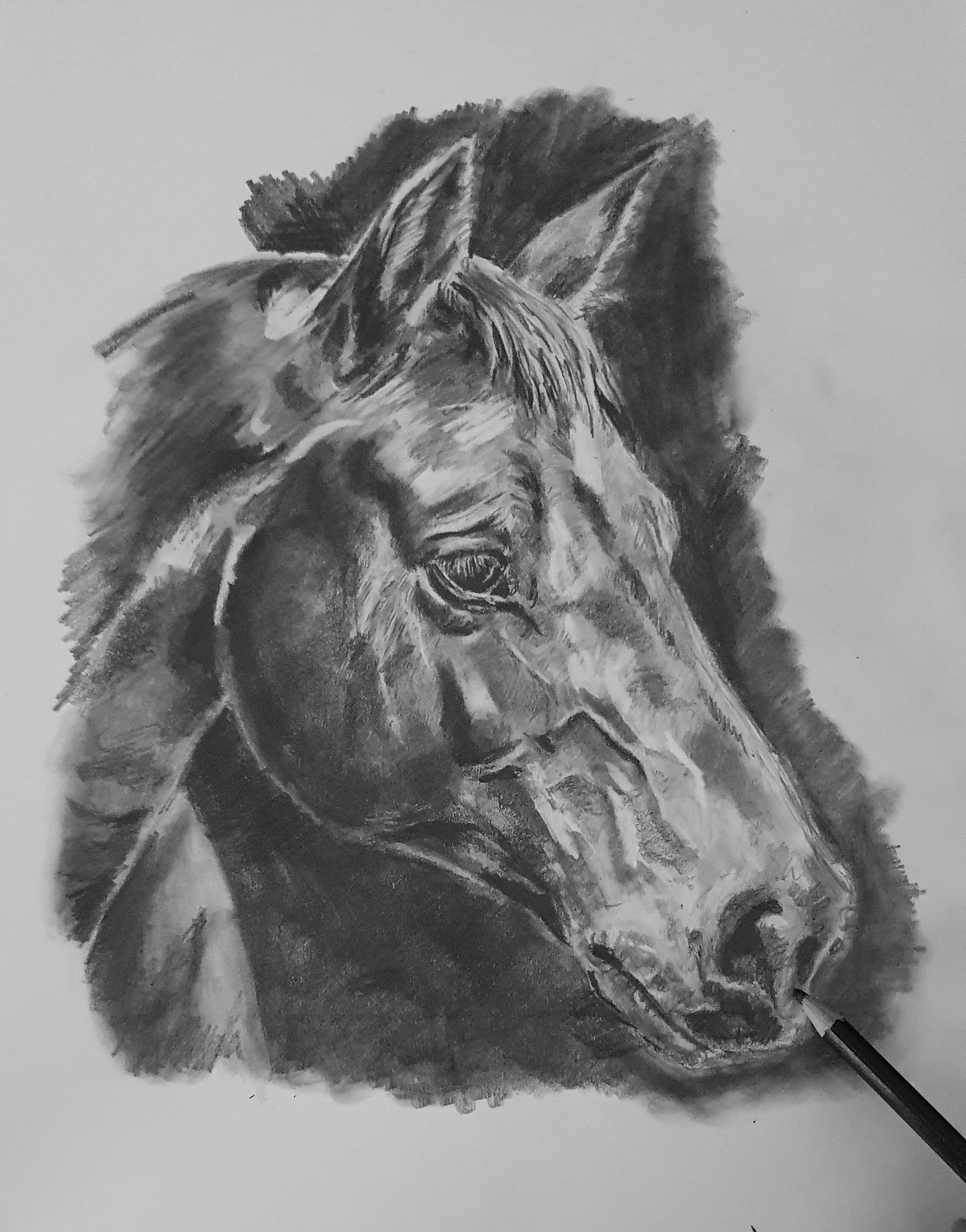 Custom Pet Portrait Graphite Pencil