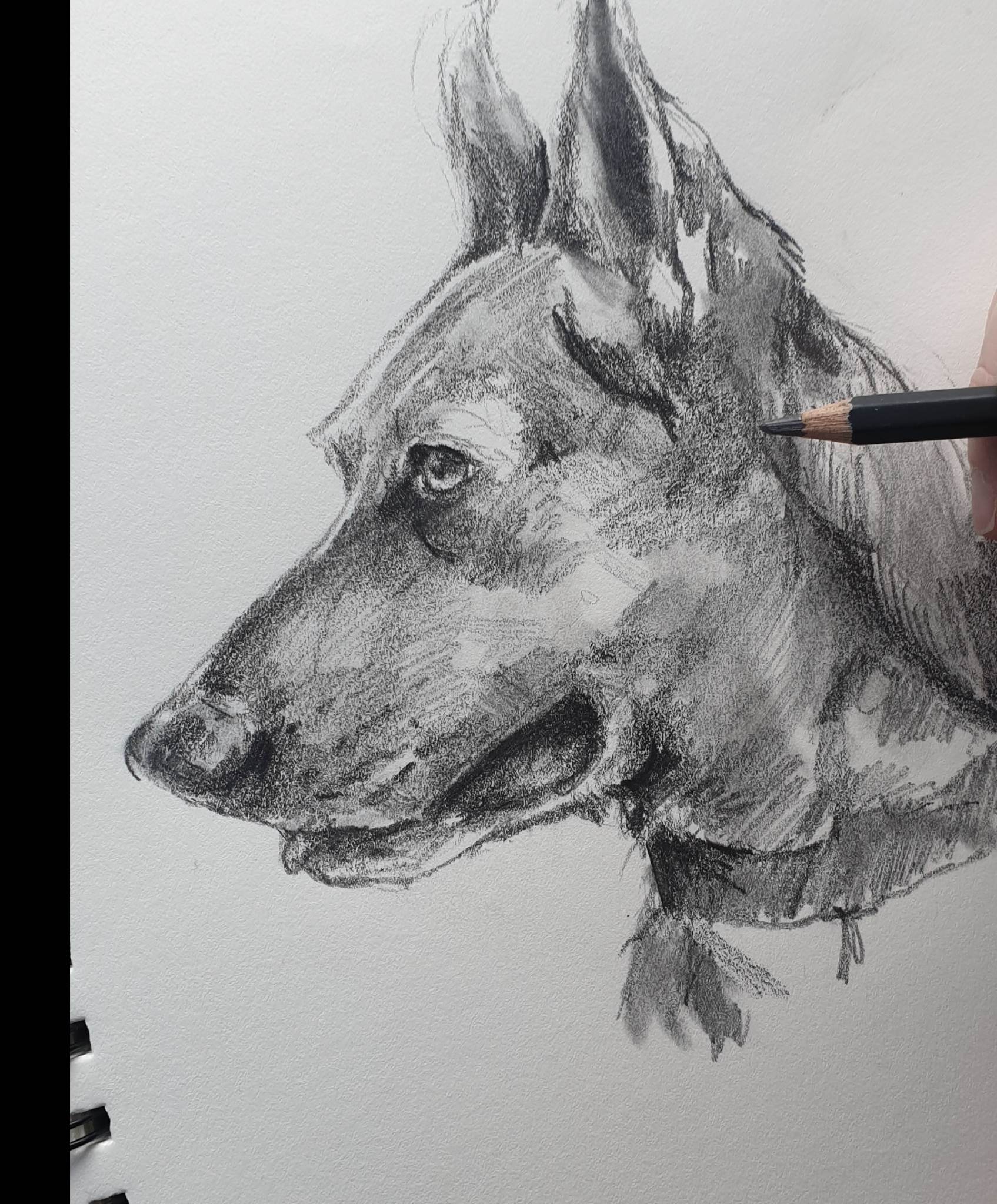 Custom Pet Portrait Graphite Pencil