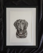 Custom Pet Portrait Graphite Pencil